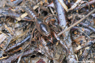 Burrowing Crayfish