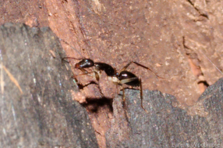 Pale-Legged Sugar Ant