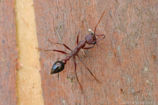 Inchman ant