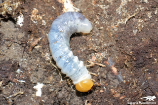 Beetle Larva