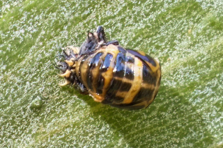 Common Spotted Ladybird Pupa