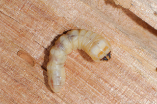 Wood Borer Beetle Larva