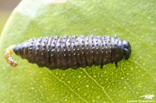 Leaf Beetle Larva