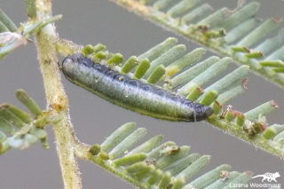 Fireblight Leaf Beetle larva