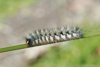 Caterpillar*