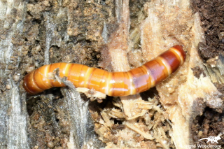 Darkling Beetle larva*