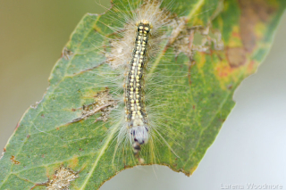 Gum Leaf Skeletoniser Caterpillar*
