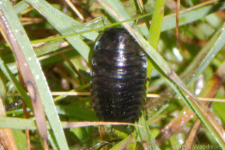 Carrion Beetle Larva