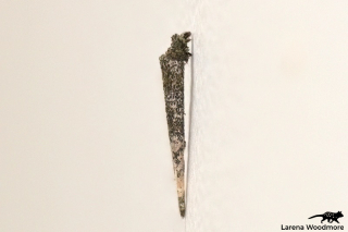 Casebearer Moth Larva