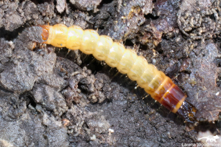 Beetle Larva
