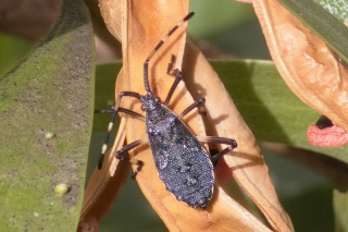 Leaf-footed Bug nymph*