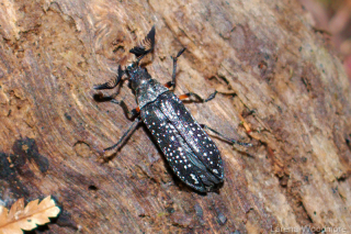 Feather Horned Beetle
