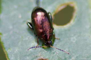 Metallic Flea Beetle
