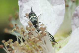 Pintail Beetle
