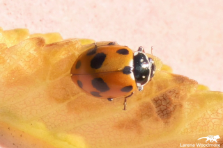 Spotted Amber Ladybird