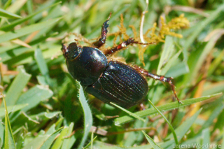 Red headed Cockchafer