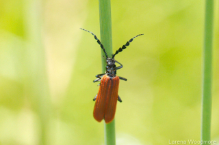 Lycid-mimicking Pollen Beetle