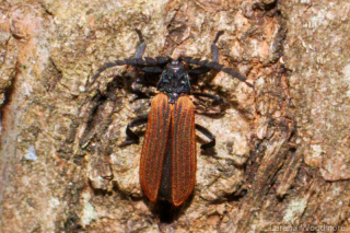 Red-winged Lycid Beetle