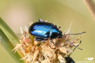 Blue Metallic Flea Beetle