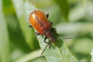 Honey Brown Beetle