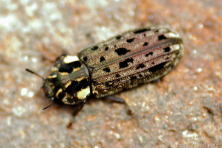Bark-gnawing Beetle