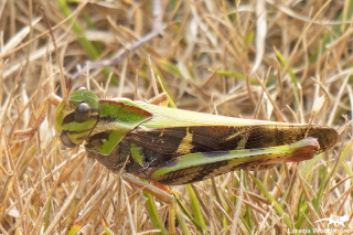 Yellow-winged Locust