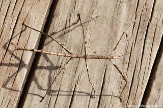 Margined-winged Stick Insect