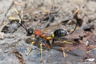 Aulacid Wasp