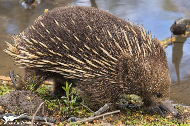 Tasmanian Echidna