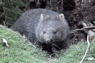 Bare-nosed Wombat