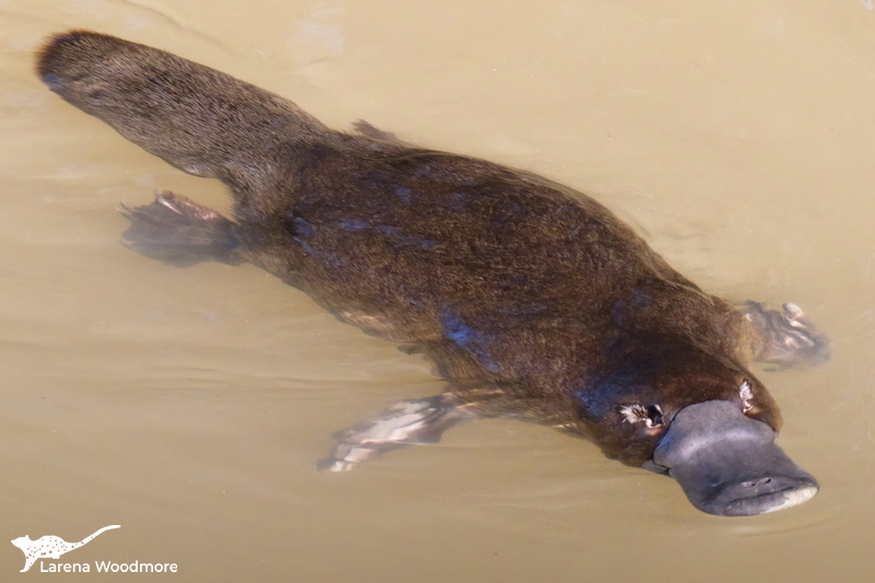 Platypus