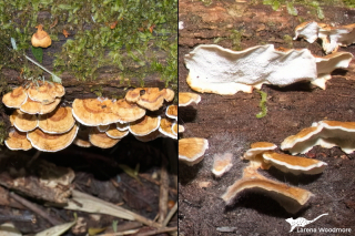 Fungus