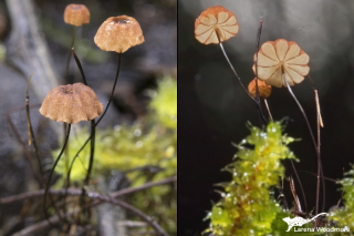 Marasmius argillaceus