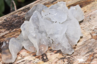 Tremella fuciformis