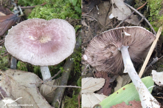 Agaricus sp