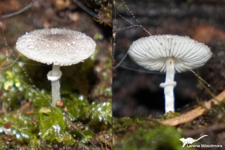 Lepiota atrodisca - Dark Dapperling