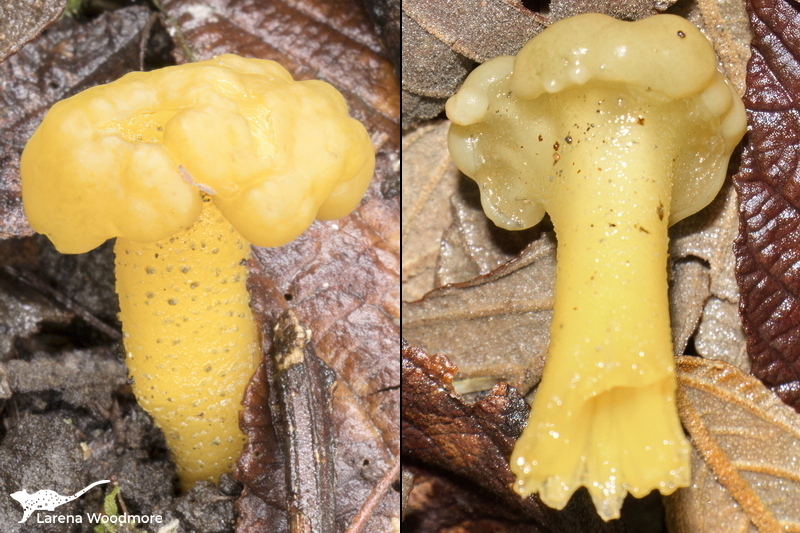 Leotia lubrica