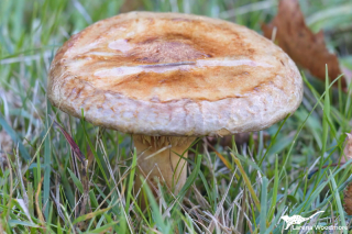 Paxillus involutus