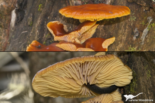 Flammulina velutipes