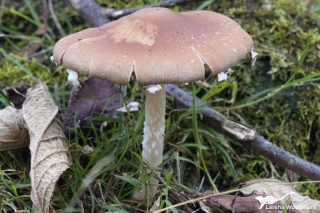 Psathyrella longipes