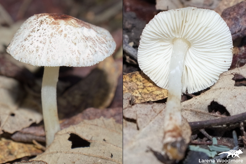 Lepiota fuliginosa