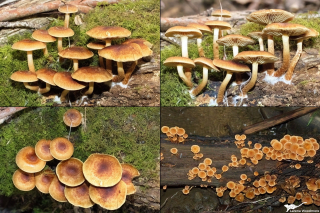 Hypholoma fasciculare