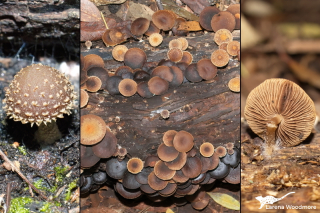 Psathyrella echinata