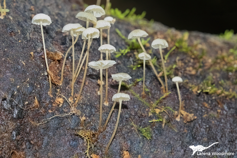 Mycena albidocapillaris