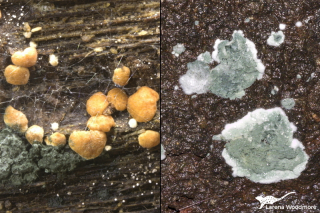 Trichoderma viride