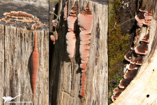 Fomitopsis lilacinogilva