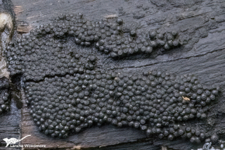 Annulohypoxylon bovei