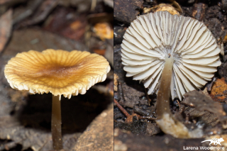 Entoloma readiae