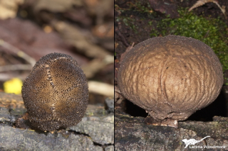 Lycoperdon scabrum