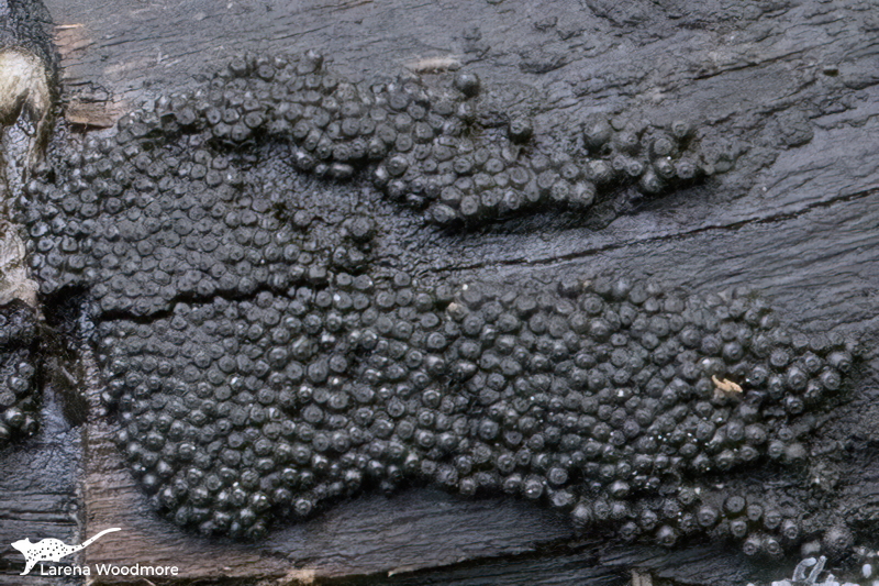 Annulohypoxylon bovei